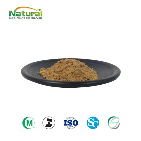 Ginkgo Biloba Ekstrakt Pulver