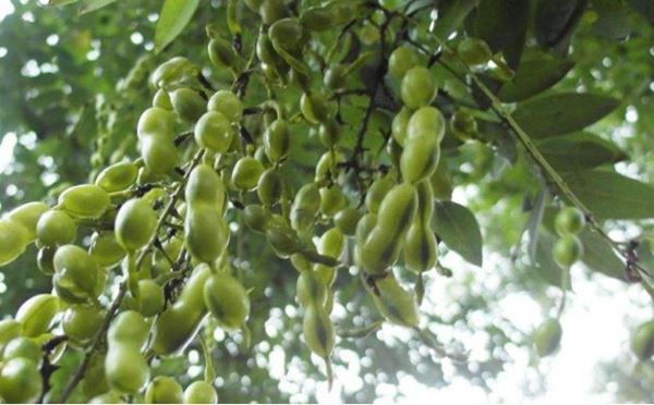 Quercetin spiller en viktig rolle i immunitet