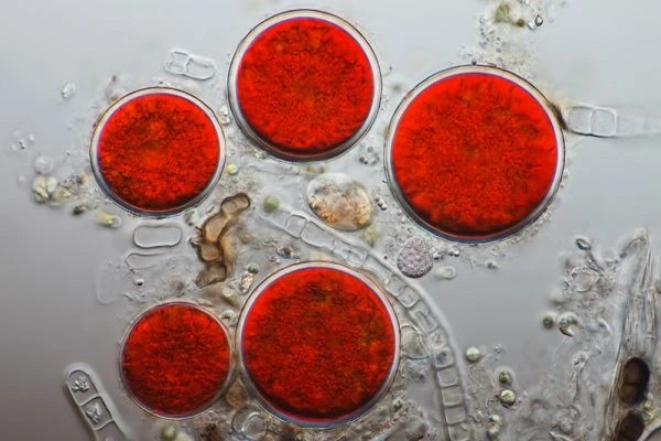 Naturlig Astaxanthin vs. Syntetisk Astaxanthin